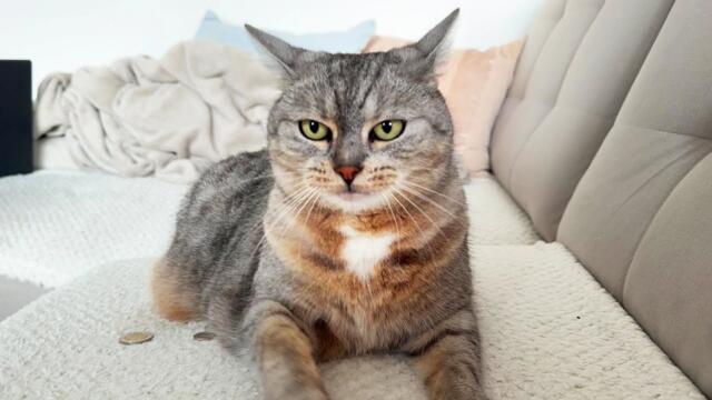 You must bribe the guard cat if you want your money back