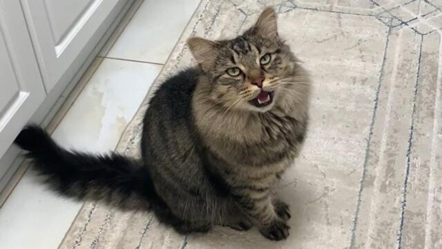 Sweet Cat Gives Nose to Knee Kisses…Demands Attention, Rubs & Brushing