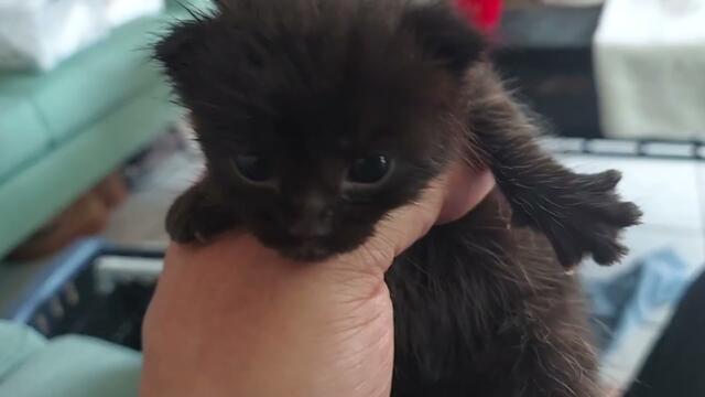 Baby kittens at the rescue