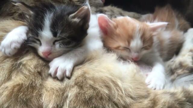 Tiny Little Kittens Drinking Milk | Foster Kitten | Kitten Videos