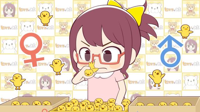 【ヒマリとくま】ひよこ鑑定士