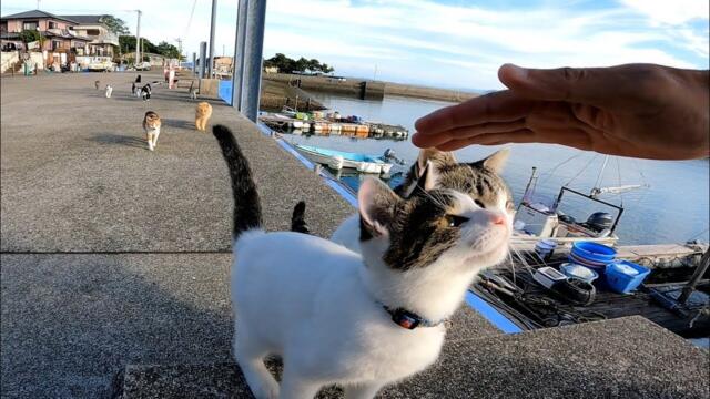 猫島で座ったらあっという間に猫に包囲される