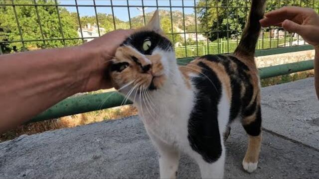 Fiona the cat talks to us with her cutest meows