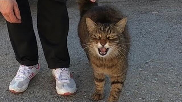 Fastest meowing cat ever attacks every cat that approach me