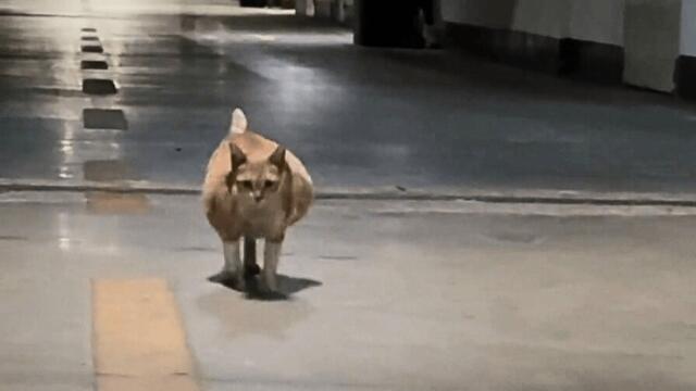 I rescued a pregnant stray cat from the parking garage who rewarded me with beautiful kittens.