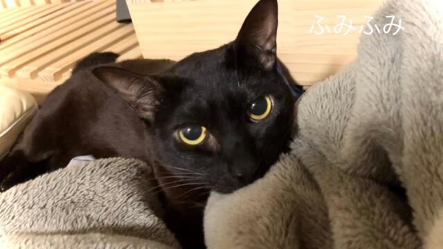 黒猫のふみふみ | Black Cat Kneading