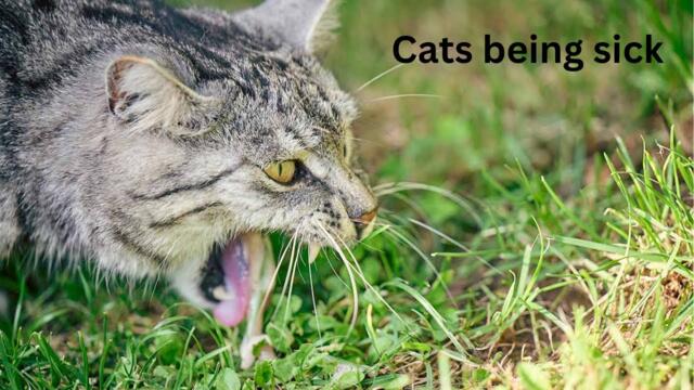 Cats Being Sick
