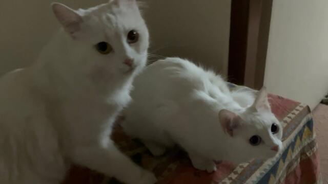 White Cats Keep SPAWNING Out Of Nowhere