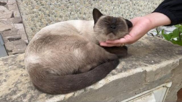 A Siamese cat relaxed like a beautiful princess waiting for servants to bring her food.