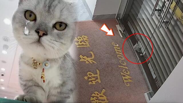 Poor cat's head was stuck in the door. Fortunately it's discovered in time and rescued by its owners