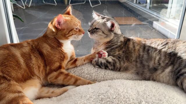 I found my cats snuggling each other