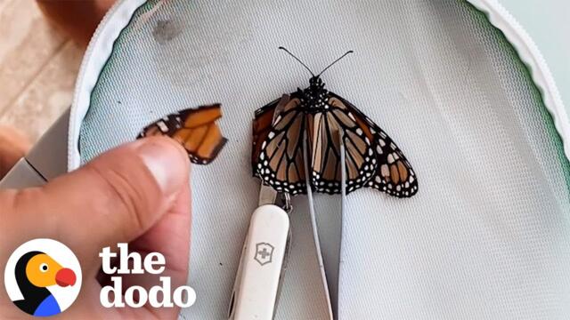 Couple Performs Surgery On An Injured Butterfly | The Dodo