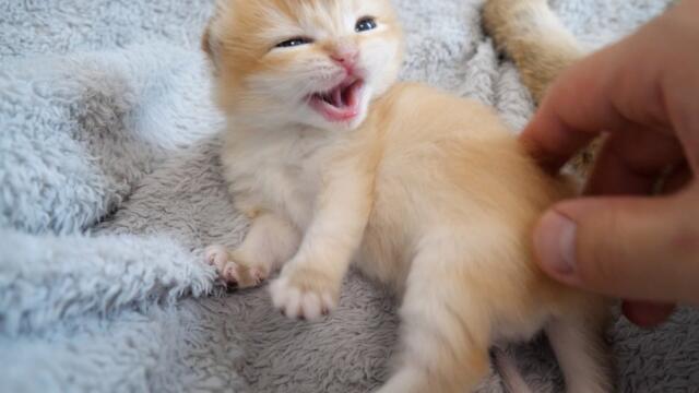 Cute kitten who gets angry when someone touches her belly while she naps...