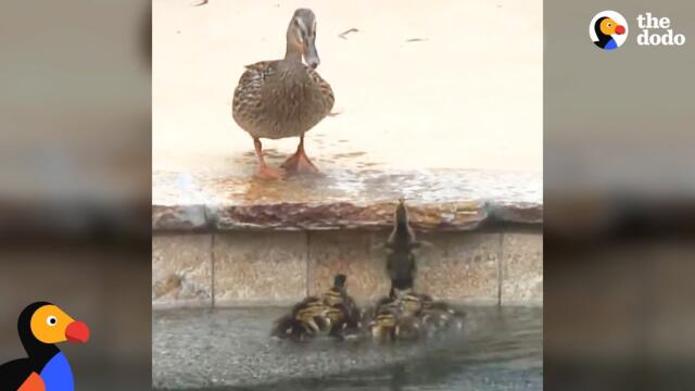 Duck Can't Stand It When Her Babies Get Stuck In A Pool | The Dodo