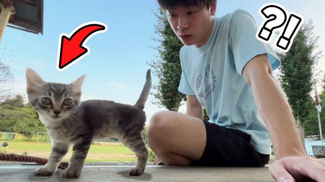 学校にやってきた迷子のネコ