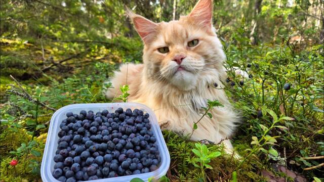 Picking Blueberries & Baking a Pie With Buster!