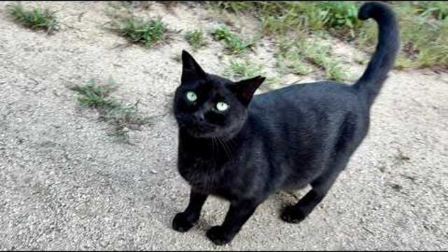 人懐っこくベンチに付いて来てくれるかわいい黒猫ちゃん