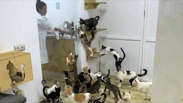 Suddenly the silence turns to a lot of meowing, when the two ladies arrive.