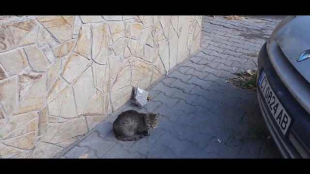 Сива котка стои пред магазин за плодове и зеленчуци