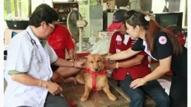 Куче спаси бебе в Тайланд