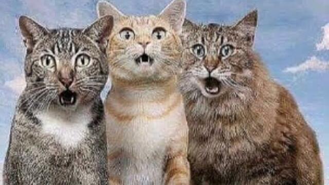 😺 Коты для позитива! 🐈 Видео смешных котов и котят для хорошего настроения! 😻