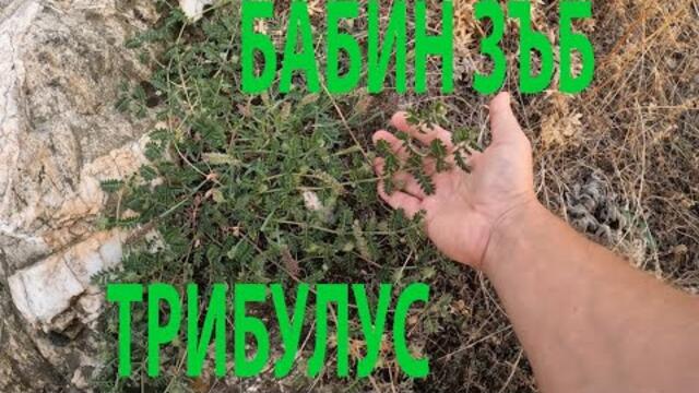 БАБИН ЗЪБ ТРИБУЛУС TRIBULUS TERRESTRIS #nature #forageharvest #herbs #билки