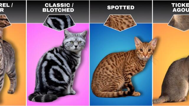 Different colour of Cats | Shades of cat breeds