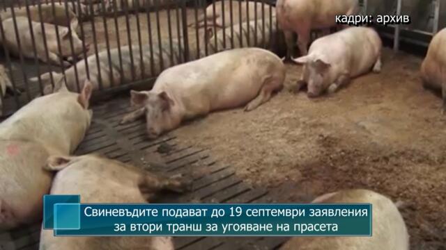 Свиневъдите подават до 19 септември заявления за втори транш за угояване на прасета
