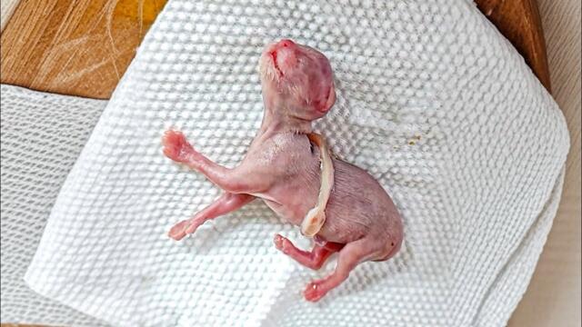 A premature kitten is considered Alien by surrounding cats, so they avoided this kitten.