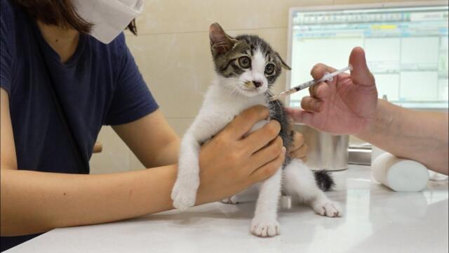 The Rescued Kitten Visits the Vet and Loses Control For The First Time
