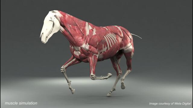 Weta Digital Horse FEM Simulation