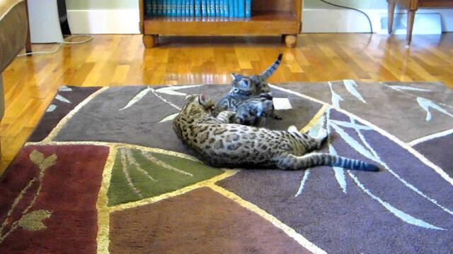 F2 Bengal Kittens playing with mommy
