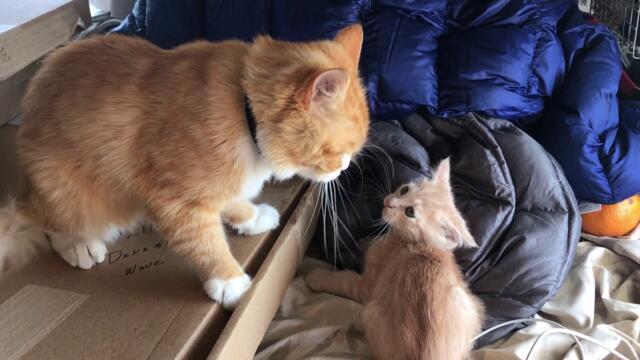 Dad cat beats up kitten and gets a kiss from mom at the end. Part 1.