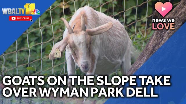 Wyman Park Dell gets goats to help remove vegetation