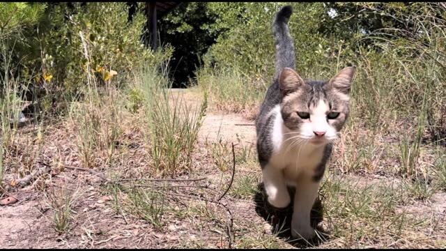 駆け寄って喜んでくれる人懐っこくかわいい猫ちゃん