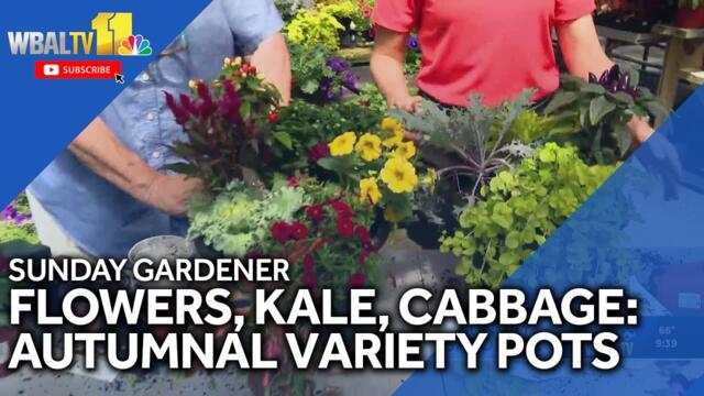 Sunday Gardener: Autumnal variety pots