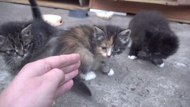 Fluffy baby kittens were abandoned 5 days ago