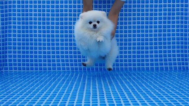 깊은 물에 빠뜨리는 척! 강아지 속이기ㅋㅋㅋ