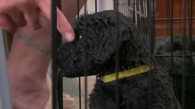 Рутинен преглед и ваксиниране | Невероятният д-р Пол | NG Wild Bulgaria