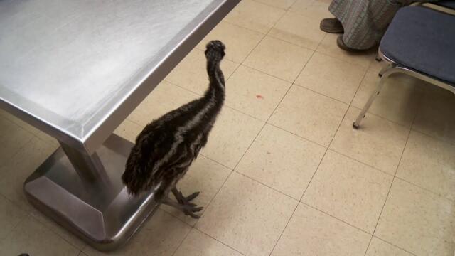 Болно ему | Невероятният д-р Пол | NG Wild Bulgaria