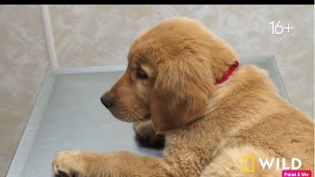 Dr. Pole _ Доктор Пол - прием животных ветеринаром