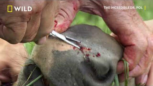 Преглед на пони | Невероятният д-р Пол | NG Wild Bulgaria