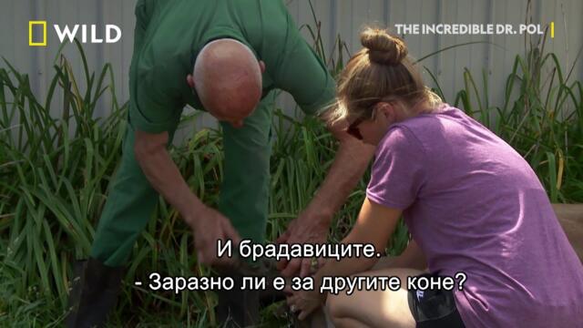Пони с брадавици | Невероятният д-р Пол | NG Wild Bulgaria