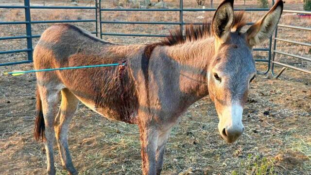 Wild Burro Recovering After Being Shot by Arrow in California