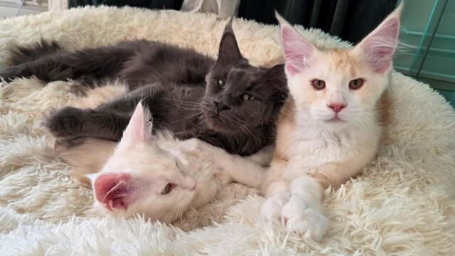 Grandma Luna Loves To Cuddle With Her Grandkittens!