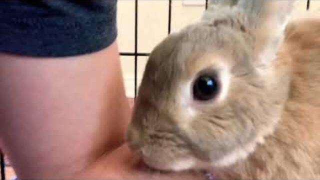 Yes, Rabbits DO Lick - Cute Bunny