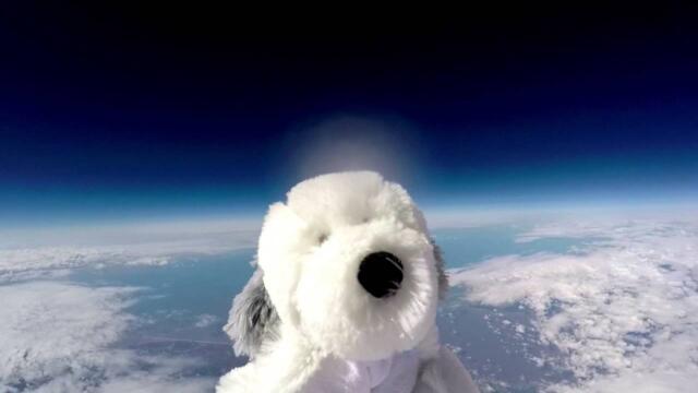 Sam the Dog gets sent into Space with a GoPro