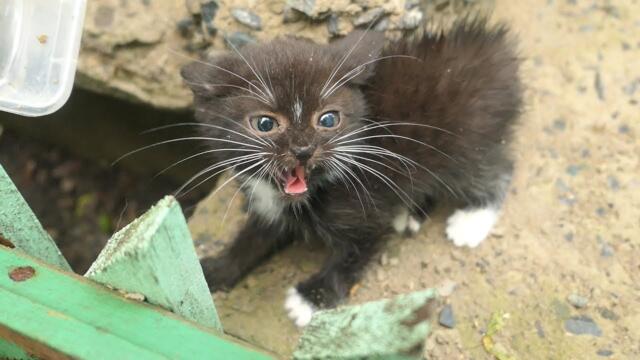 Little kitten is afraid of me