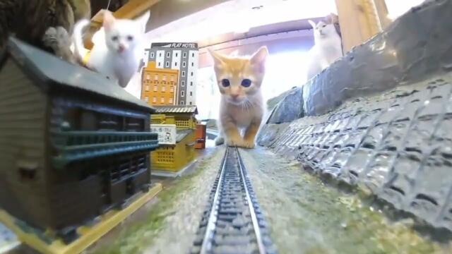 Where Cats Walk the Tracks and Hearts Are Healed