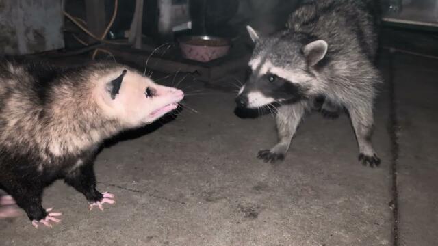 Opossum and Raccoon
